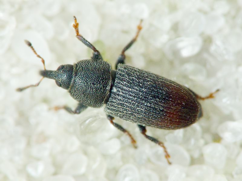Mecinus pyraster (Herbst, 1795)